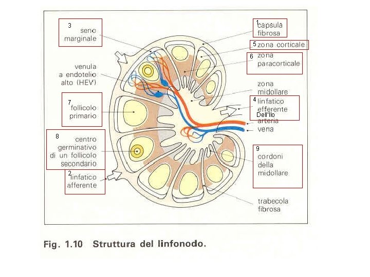 1 3 5 6 7 4 Dell’Ilo 8 9 2 