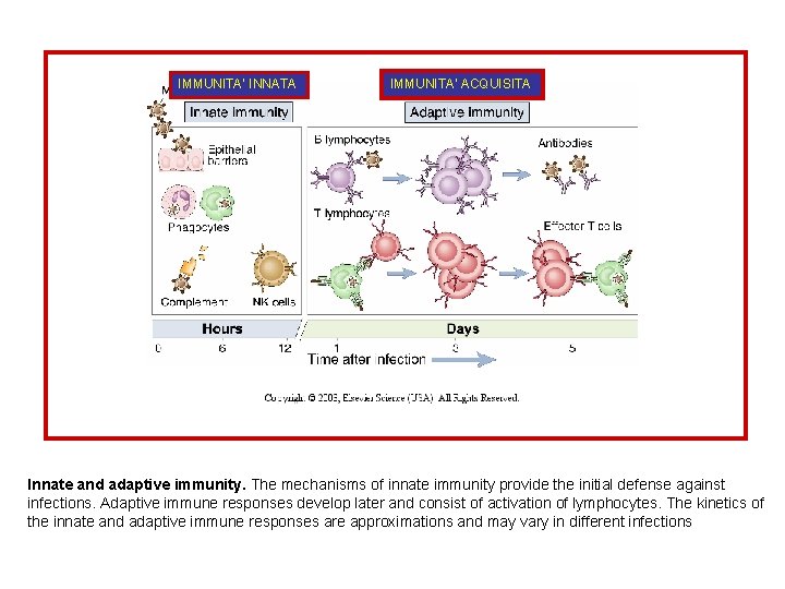 IMMUNITA’ INNATA IMMUNITA’ ACQUISITA Innate and adaptive immunity. The mechanisms of innate immunity provide