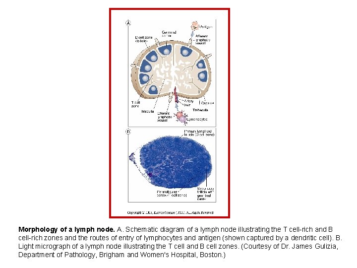 Morphology of a lymph node. A. Schematic diagram of a lymph node illustrating the
