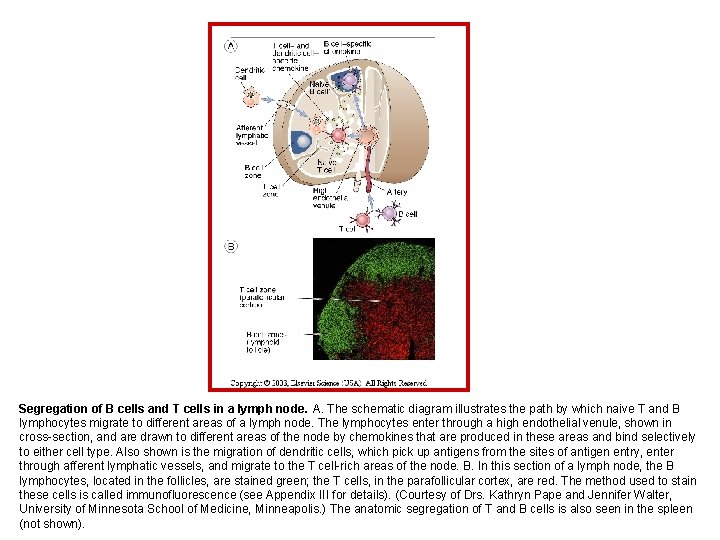 Segregation of B cells and T cells in a lymph node. A. The schematic