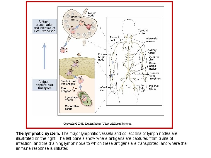 The lymphatic system. The major lymphatic vessels and collections of lymph nodes are illustrated