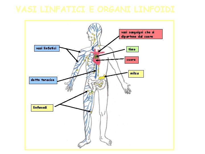 VASI LINFATICI E ORGANI LINFOIDI vasi sanguigni che si dipartono dal cuore vasi linfatici