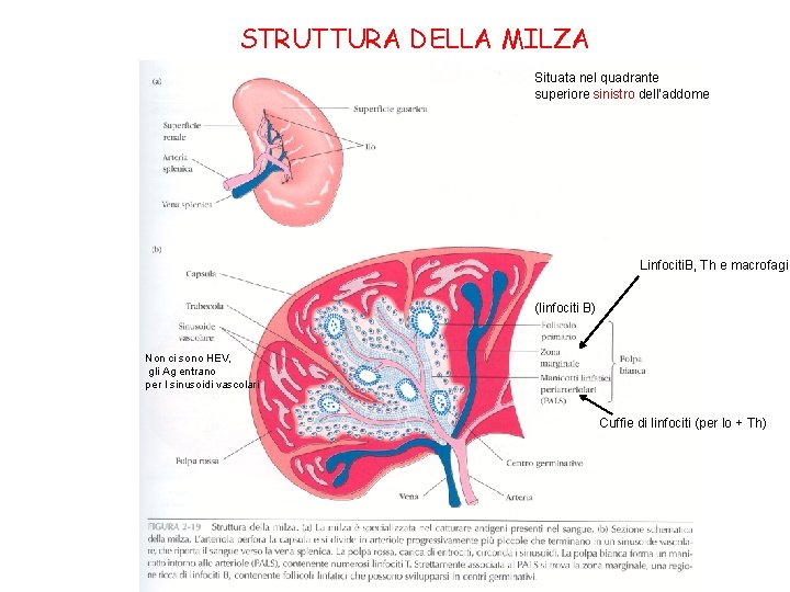 STRUTTURA DELLA MILZA Situata nel quadrante superiore sinistro dell’addome Linfociti. B, Th e macrofagi