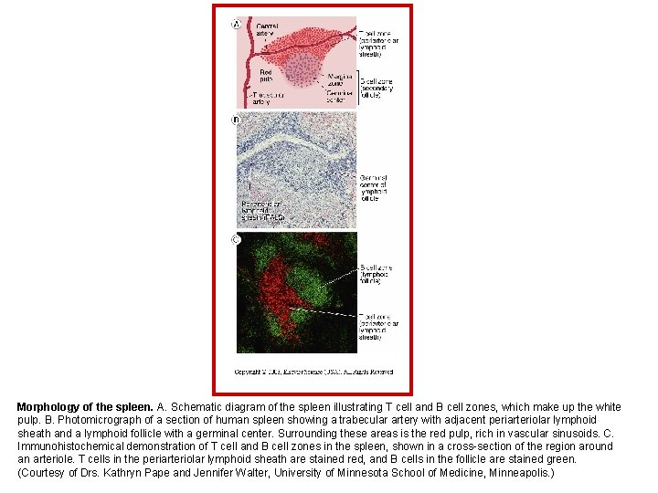 Morphology of the spleen. A. Schematic diagram of the spleen illustrating T cell and