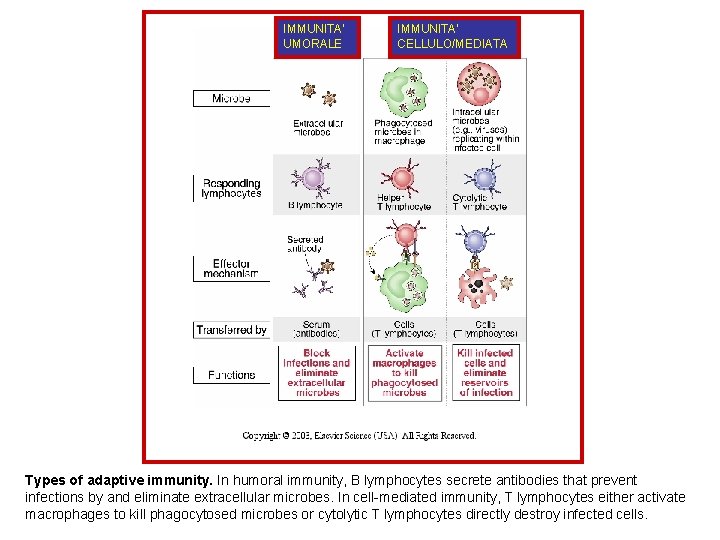 IMMUNITA’ UMORALE IMMUNITA’ CELLULO/MEDIATA Types of adaptive immunity. In humoral immunity, B lymphocytes secrete