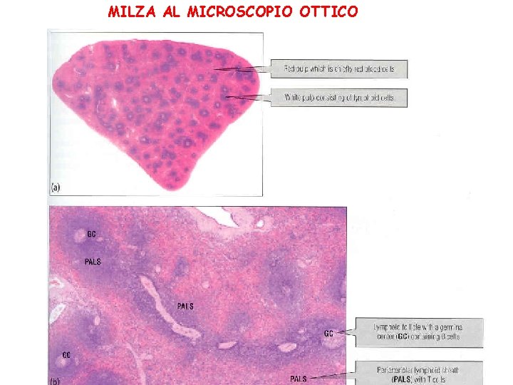 MILZA AL MICROSCOPIO OTTICO 