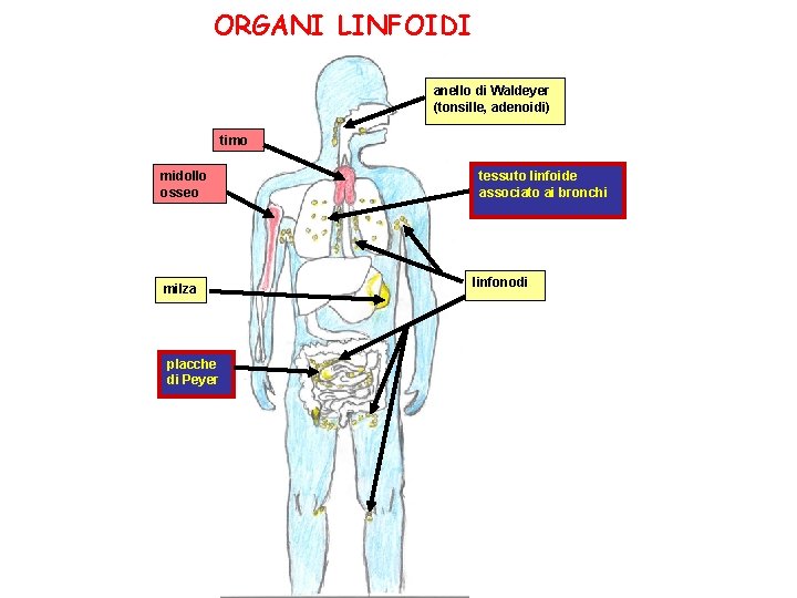 ORGANI LINFOIDI anello di Waldeyer (tonsille, adenoidi) timo midollo osseo milza placche di Peyer
