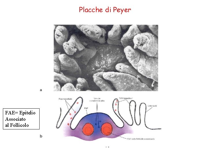 Placche di Peyer FAE= Epitelio Associato al Follicolo 