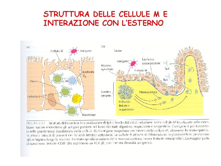 STRUTTURA DELLE CELLULE M E INTERAZIONE CON L’ESTERNO 