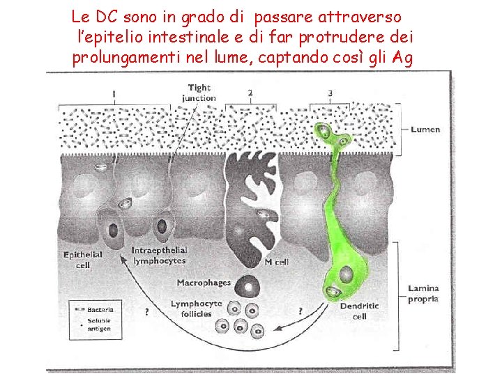 Le DC sono in grado di passare attraverso l’epitelio intestinale e di far protrudere