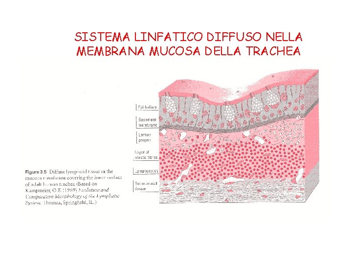 SISTEMA LINFATICO DIFFUSO NELLA MEMBRANA MUCOSA DELLA TRACHEA 