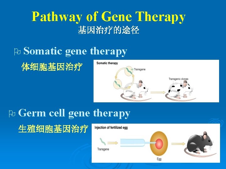 Pathway of Gene Therapy 基因治疗的途径 O Somatic gene therapy 体细胞基因治疗 O Germ cell gene