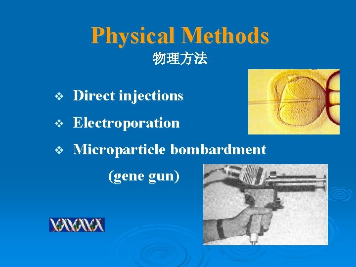 Physical Methods 物理方法 v Direct injections v Electroporation v Microparticle bombardment (gene gun) 