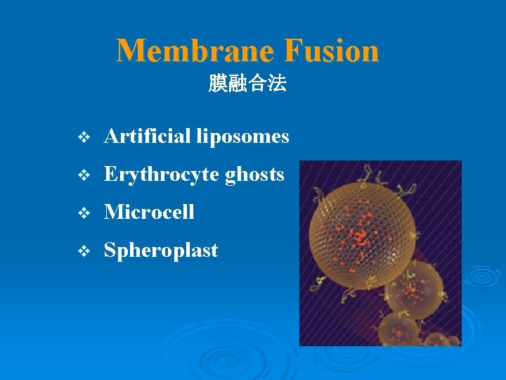 Membrane Fusion 膜融合法 v Artificial liposomes v Erythrocyte ghosts v Microcell v Spheroplast 