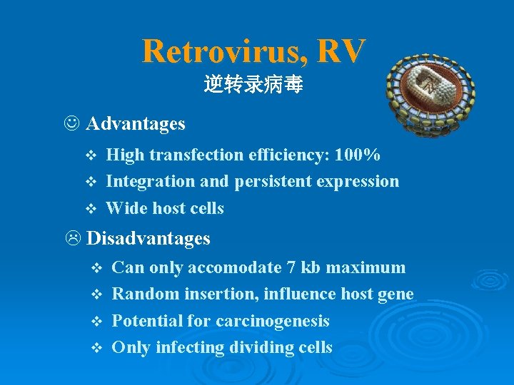 Retrovirus, RV 逆转录病毒 J Advantages High transfection efficiency: 100% v Integration and persistent expression