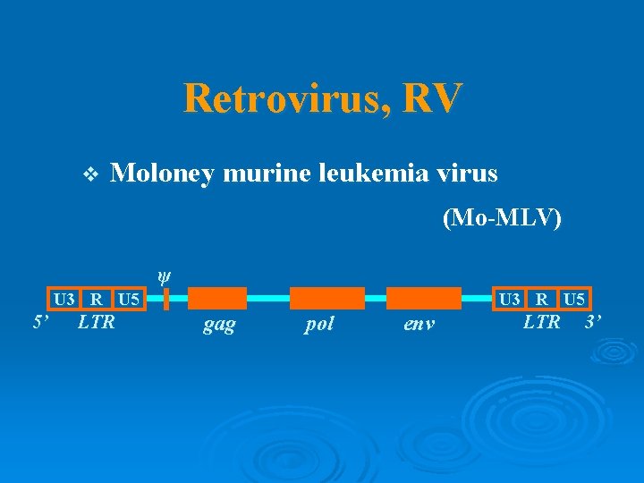 Retrovirus, RV v Moloney murine leukemia virus (Mo-MLV) ψ U 3 R U 5