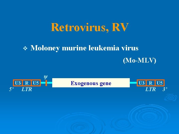 Retrovirus, RV v Moloney murine leukemia virus (Mo-MLV) ψ U 3 R U 5