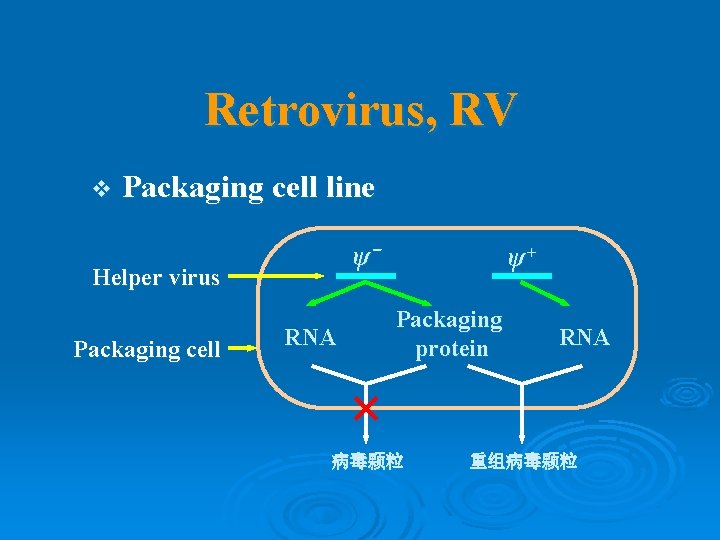 Retrovirus, RV v Packaging cell line ψ- Helper virus Packaging cell RNA ψ+ Packaging