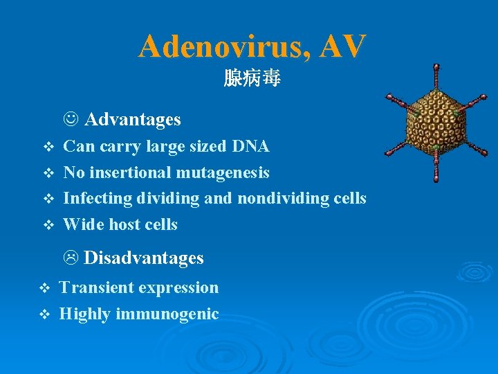 Adenovirus, AV 腺病毒 J Advantages v v Can carry large sized DNA No insertional