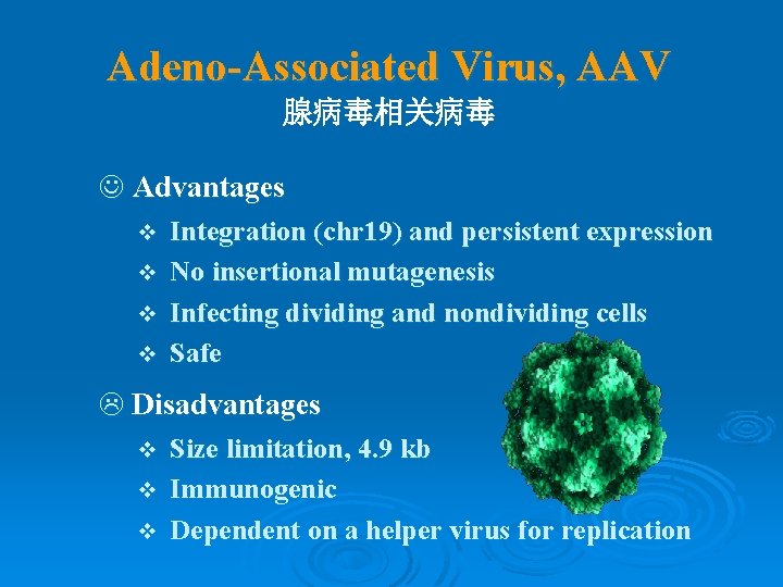 Adeno-Associated Virus, AAV 腺病毒相关病毒 J Advantages v v Integration (chr 19) and persistent expression