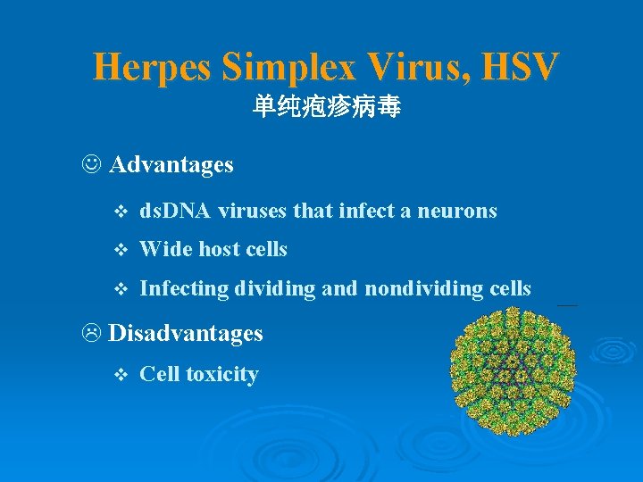 Herpes Simplex Virus, HSV 单纯疱疹病毒 J Advantages v ds. DNA viruses that infect a