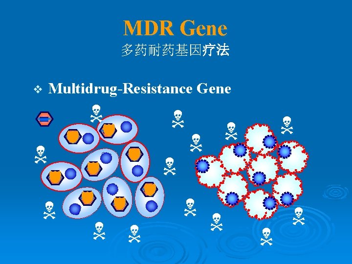 MDR Gene 多药耐药基因疗法 v Multidrug-Resistance Gene 