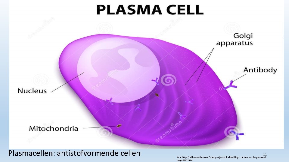 Plasmacellen: antistofvormende cellen 11 Bron https: //nl. dreamstime. com/royalty-vrije-stock-afbeelding-structuur-van-de-plasmacelimage 37977996 