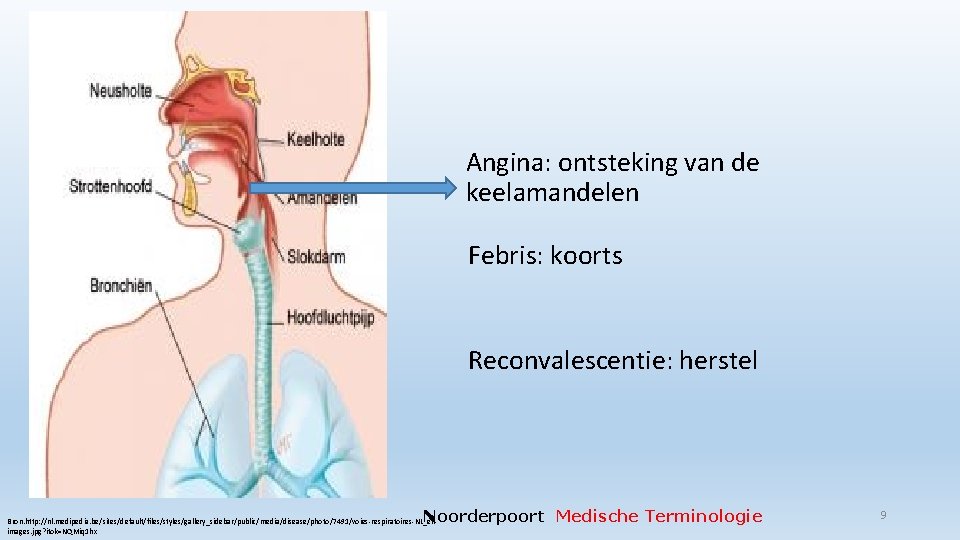 Angina: ontsteking van de keelamandelen Febris: koorts Reconvalescentie: herstel Noorderpoort Medische Terminologie Bron. http: