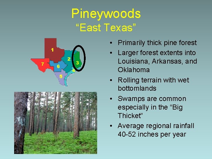 Pineywoods “East Texas” • Primarily thick pine forest • Larger forest extents into Louisiana,