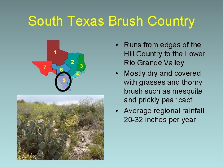 South Texas Brush Country • Runs from edges of the Hill Country to the