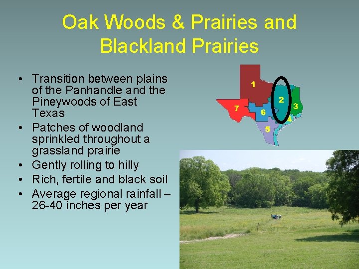 Oak Woods & Prairies and Blackland Prairies • Transition between plains of the Panhandle