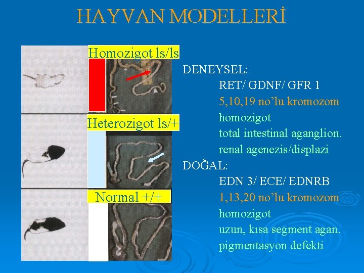 HAYVAN MODELLERİ Homozigot ls/ls DENEYSEL: RET/ GDNF/ GFR 1 5, 10, 19 no’lu kromozom