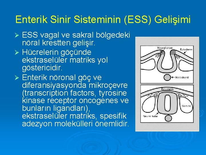 Enterik Sinir Sisteminin (ESS) Gelişimi ESS vagal ve sakral bölgedeki nöral krestten gelişir. Ø