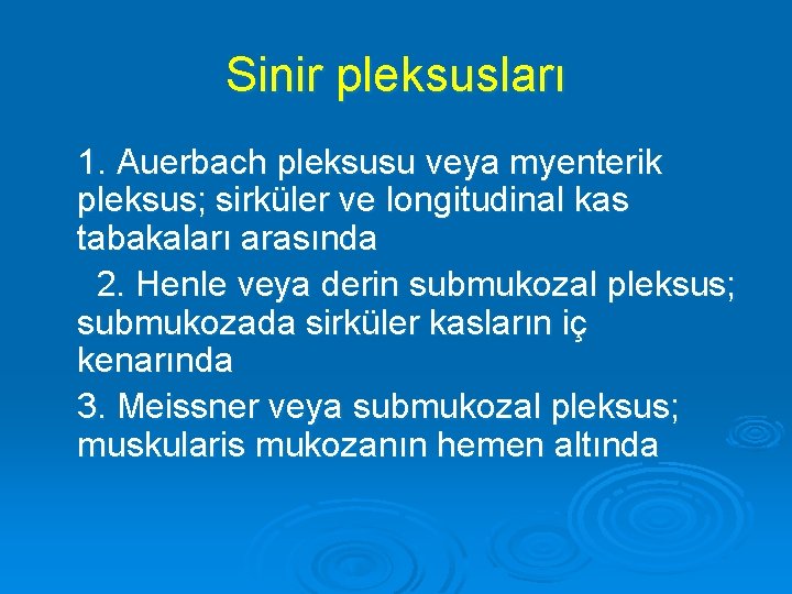 Sinir pleksusları 1. Auerbach pleksusu veya myenterik pleksus; sirküler ve longitudinal kas tabakaları arasında