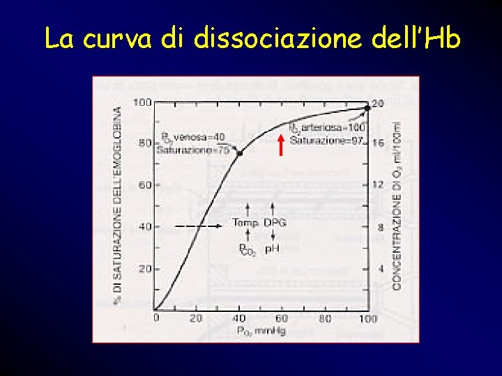 La curva di dissociazione dell’Hb La curva di dissociazione dell’Hb