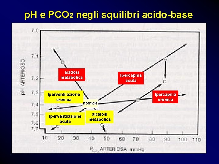p. H e PCO 2 negli squilibri acido-base acidosi metabolica Iperventilazione cronica Iperventilazione acuta p. H e PCO 2 negli squilibri acido-base acidosi metabolica Iperventilazione cronica Iperventilazione acuta