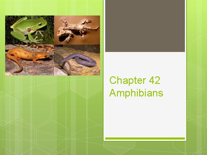 Chapter 42 Amphibians 