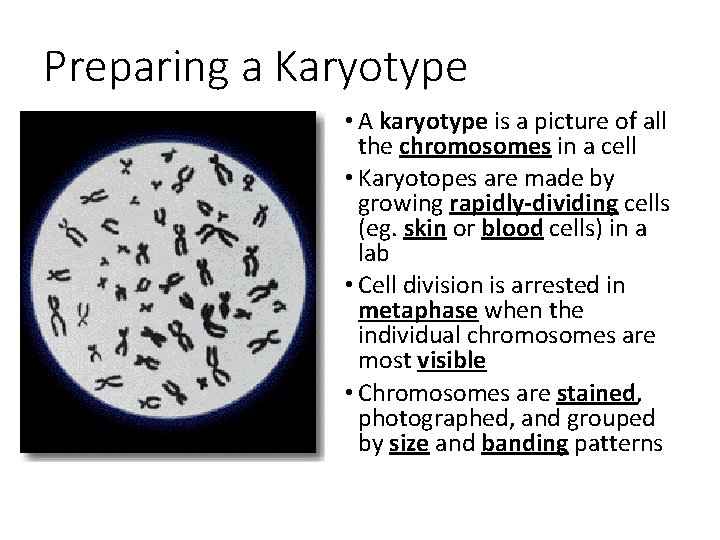 Preparing a Karyotype • A karyotype is a picture of all the chromosomes in
