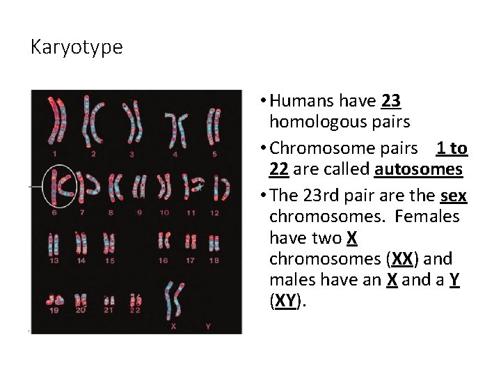 Karyotype • Humans have 23 homologous pairs • Chromosome pairs 1 to 22 are