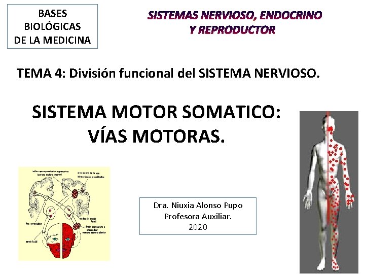BASES BIOLÓGICAS DE LA MEDICINA TEMA 4: División funcional del SISTEMA NERVIOSO. SISTEMA MOTOR