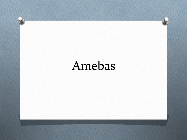 Amebas 