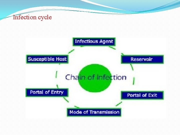 Infection cycle 