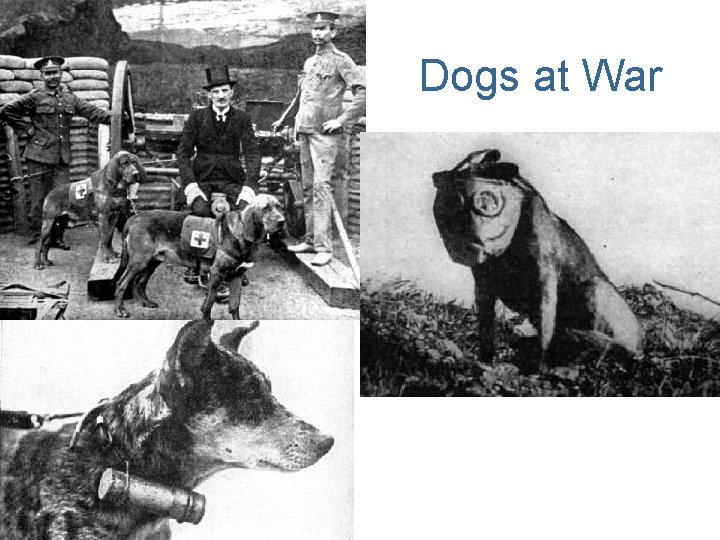 Dogs at War 