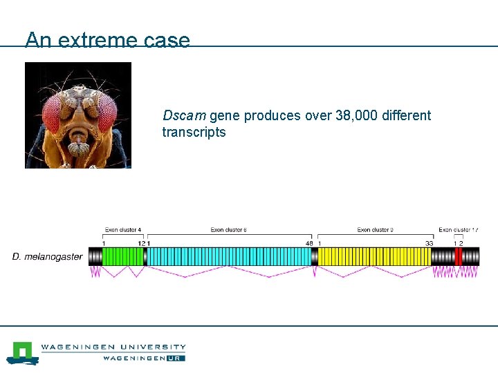 An extreme case Dscam gene produces over 38, 000 different transcripts 