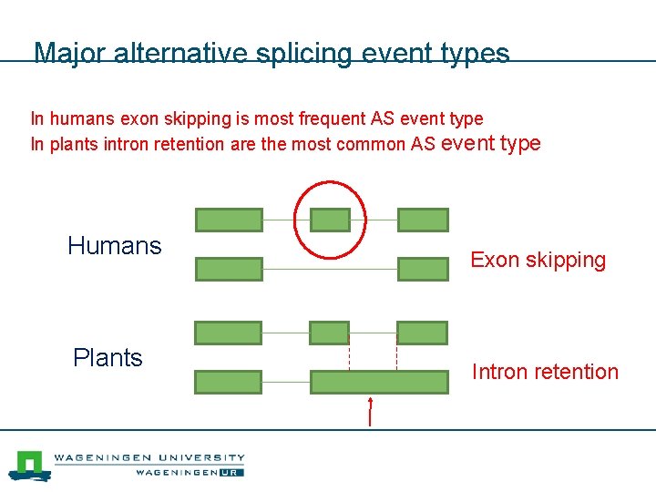 Major alternative splicing event types In humans exon skipping is most frequent AS event