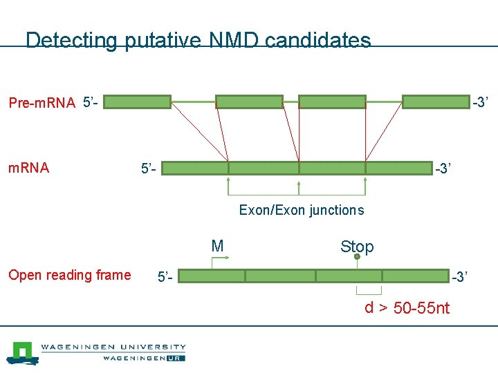 Detecting putative NMD candidates Pre-m. RNA 5’- m. RNA -3’ 5’- -3’ Exon/Exon junctions