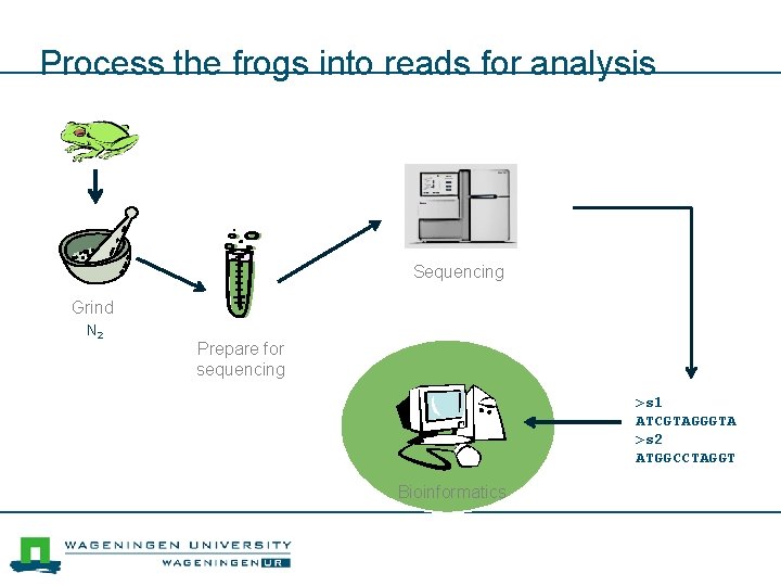 Process the frogs into reads for analysis Sequencing Grind N 2 Prepare for sequencing