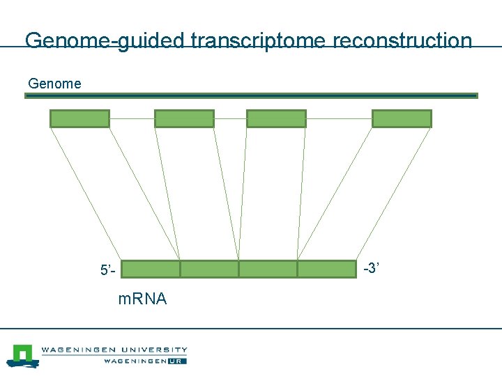 Genome-guided transcriptome reconstruction Genome -3’ 5’- m. RNA 