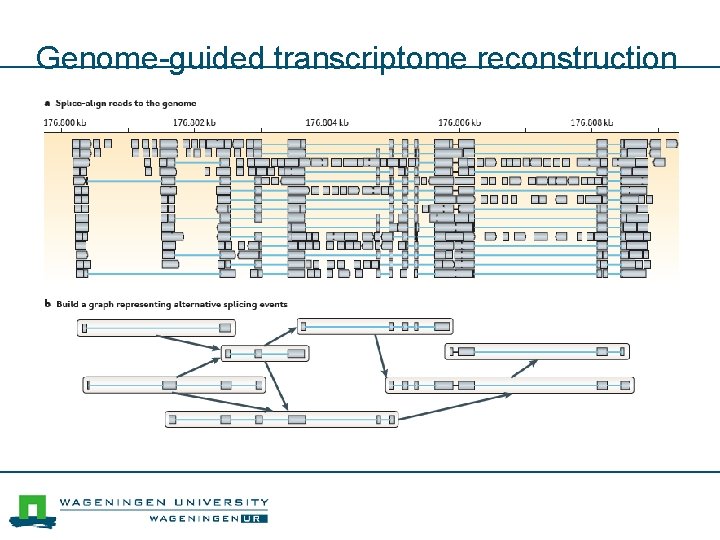 Genome-guided transcriptome reconstruction 