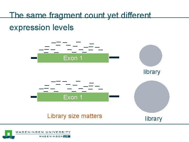 The same fragment count yet different expression levels Exon 1 library Exon 1 Library